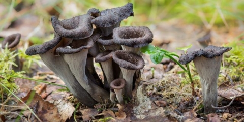 Crne lisičarke: kako kuhati za zimu, recepti za jela i umake